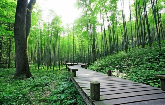 竹/塑復合材料的應用前景